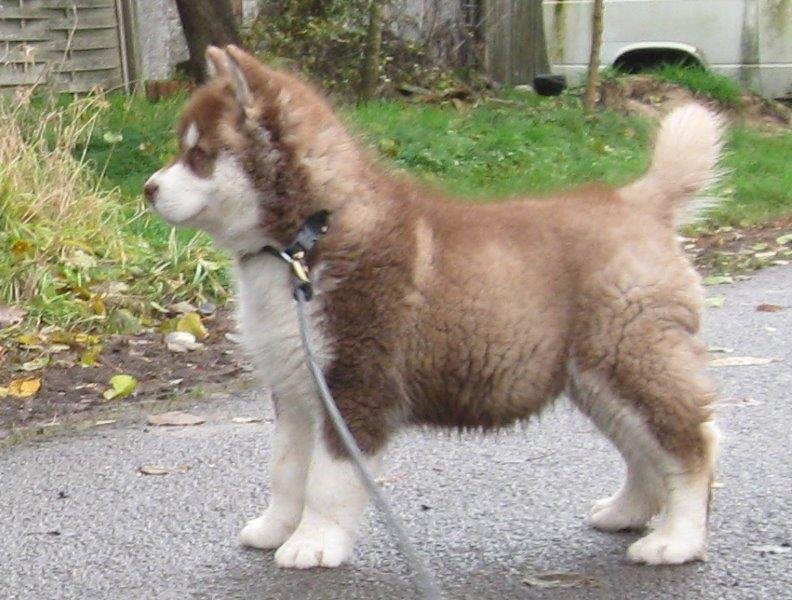 Danko 9 Wochen 2 048